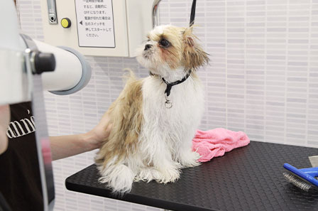 写真：子犬のブローの様子