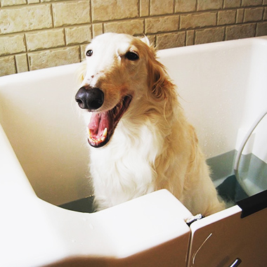 写真：レンタルグルーミングルームの様子