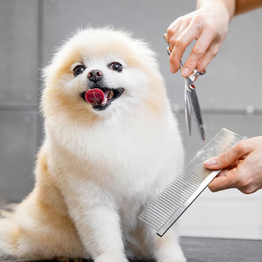 写真：トリミングの様子