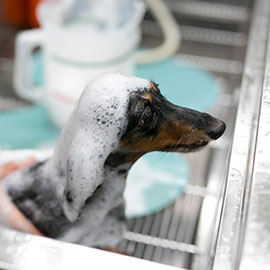 写真：わんちゃんのシャンプー