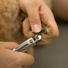 写真：わんちゃんの爪切り