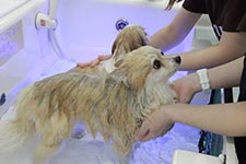 写真：シャワーの様子