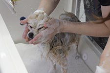 写真：シャンプーの様子