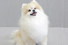 写真：ふわふわなワンちゃん