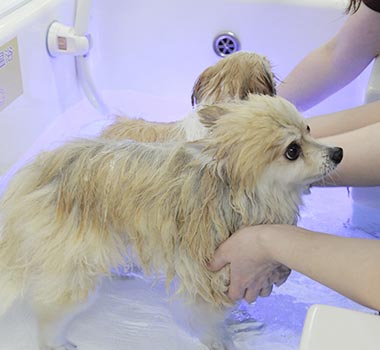 写真：ワンちゃんを入浴