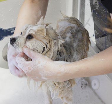 写真：シャンプーをした後に洗い流す