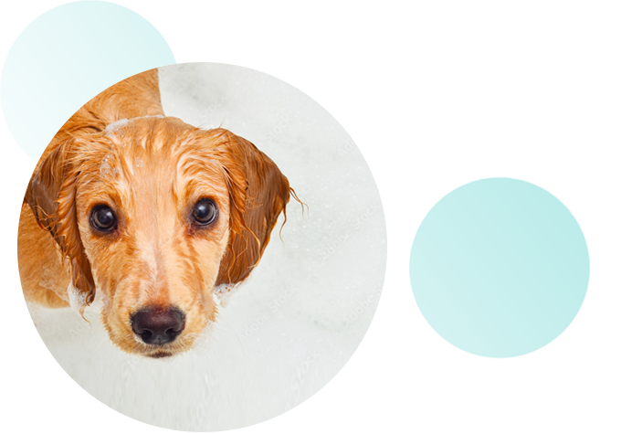 写真：マイクロバブルバス