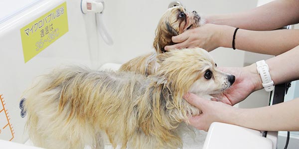 写真：広々バス