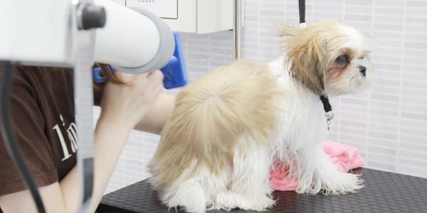 写真：プロ仕様のドライヤー