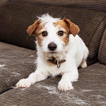 写真：ワンちゃん