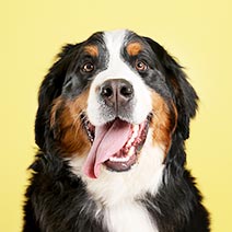 写真：ワンちゃん