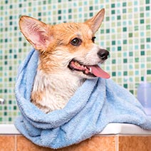 写真：ワンちゃん