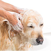 写真：シャワーの様子