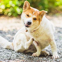 写真：ワンちゃん