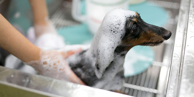 写真：わんちゃんのシャンプー