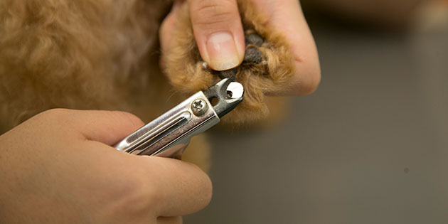 写真：わんちゃんの爪切り